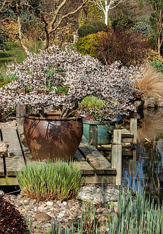 Garden_around_pond_margins_includes_Prunus_incisa_Kojonomai_flowering_in_large_pot_on_the_deck_by_po