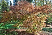 Acer palmatum Mure-hibari