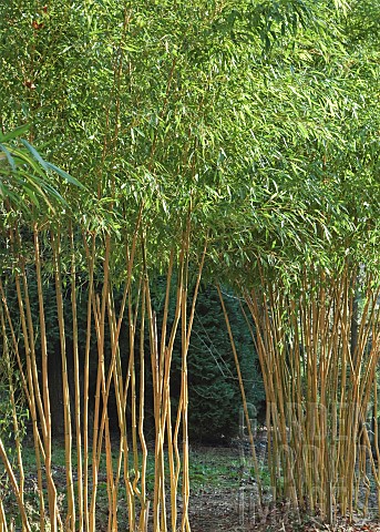 Bamboo_Phyllostachys_aureosulcata_Spectabilis