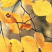 Beech tree in beautiful backlit leaves of bronze and gold in Autumn colour