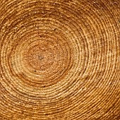 Tree rings exposed semi abstract close up of felled
