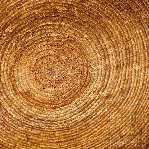 Tree_rings_exposed_semi_abstract_close_up_of_felled