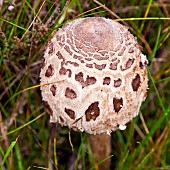 Fungi Parasol Mushroom Macrolepiota Procera