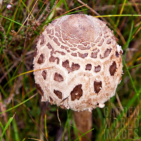 Fungi_Parasol_Mushroom_Macrolepiota_Procera