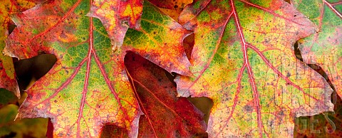Red_Oak_foliage_turning_colour_in_Autumn