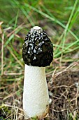Stink Horn Fungi Phallus impudicus;