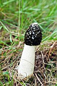 Stink Horn Fungi Phallus impudicus