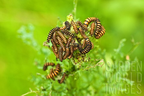 Cluster_of_Cinnabar_Moth_Caterpillars_on_Ragwort_Wildflowers
