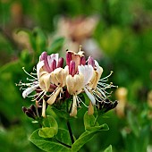 Honeysuckle Lonicera Wildflowers