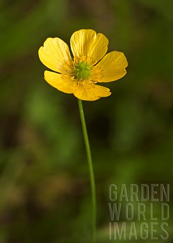 Buttercup_Wildflowers_Hazel_Slade_Nature_Reserve_Cannock_Chase_AONB_Staffordshire_England_UK