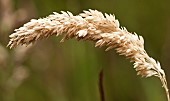 Arching Seed head of grass