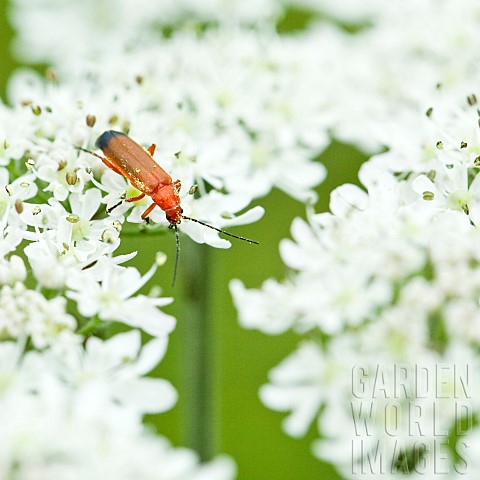 Orange_scarlet_Cardinal_Beetle_on_Wildflowers