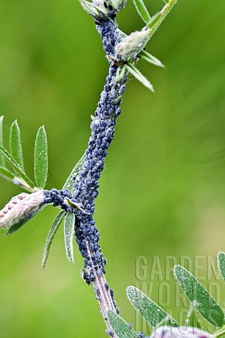 Cabbage_Grey_Aphids_on_Wildflowers