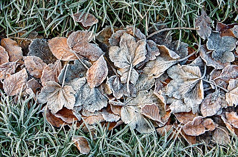 Frost_covered_leaves_on_Cannock_Chase_in_Winter