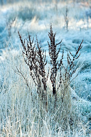 Frost_covered_heath_with_Dock_plant_seed_heads_on_Cannock_Chase_in_Winter