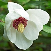 Magnolia sieboldii Oyama Magnolia