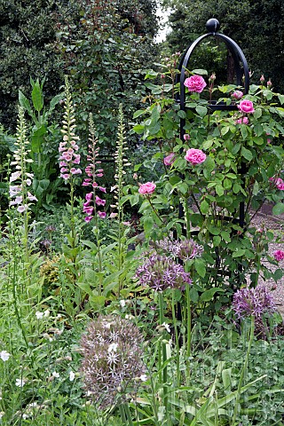 Rose_Obelisk_with_Climbing_Roses_Foxglove_and_Alliums