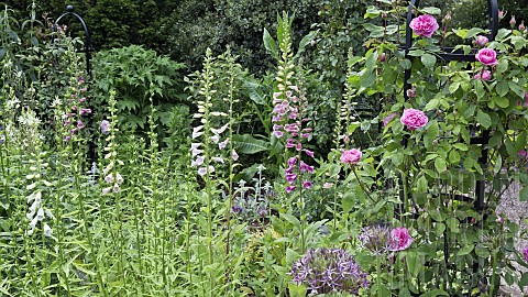 Rose_Obelisk_with_Climbing_Roses_Foxglove_and_Alliums