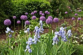 Plant combination early summer border plant combination of purple Alliums and Pale Blue bearded Iris at the Dorothy Clive Garden Staffordshire