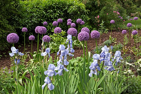 Plant_combination_early_summer_border_plant_combination_of_purple_Alliums_and_Pale_Blue_bearded_Iris