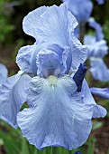 Perennial tall bearded Iris Eleanors Pride