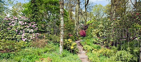 Path_with_steps_leading_through_colourfull_mature_trees_and_shrubs