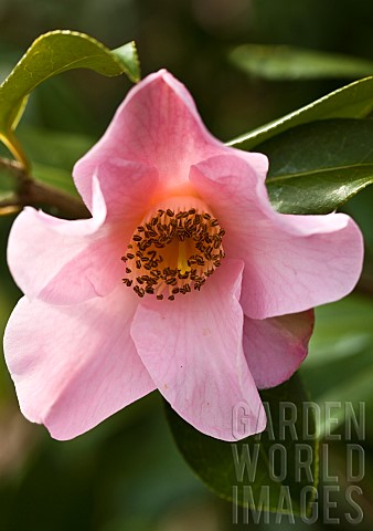 Camellia_japonica_Berenice_Boddy