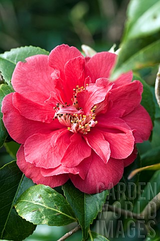 Camellia_japonica_Adolphe_Audusson