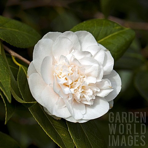 Camellia_japonica_Nobilissima