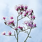 Magnolia x soulangeana Alexandrina