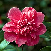 Camellia japonica Ada Pieper