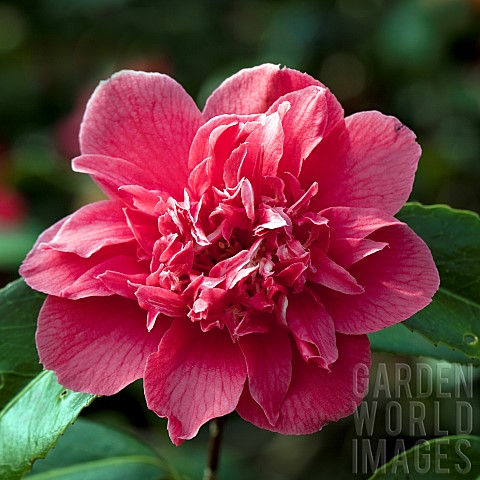 Camellia_japonica_Ada_Pieper