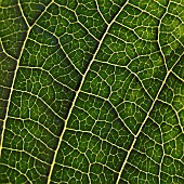 Foliage semi abstract close up of leaf