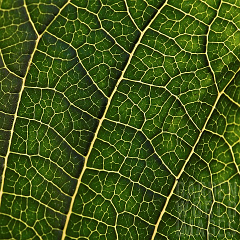 Foliage_semi_abstract_close_up_of_leaf