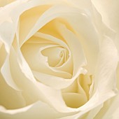Floral minimalist semi abstract close up soft focus of flower petals of a white rose.