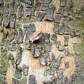 Foliage semi abstract close-up tree bark