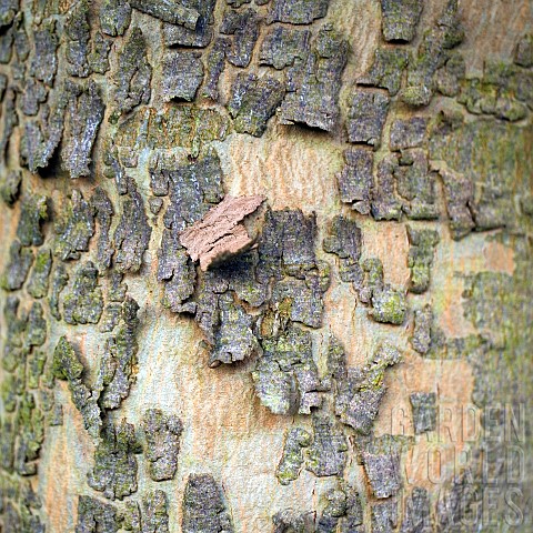 Foliage_semi_abstract_closeup_tree_bark