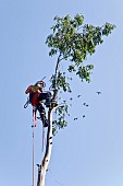 Tree Surgeon working on dismantliing a mature Eucalyptus tree