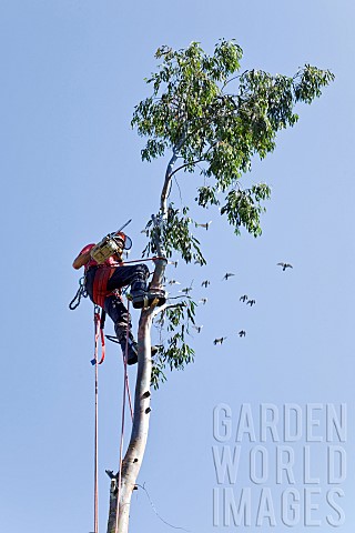Tree_Surgeon_working_on_dismantliing_a_mature_Eucalyptus_tree