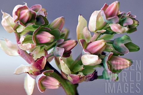 Close_up_study_of_flowers_and_flower_detail_Vaccinium_corymbosum_Northblue