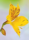 Alstroemeria Aurea, Pereuvian Lily i