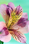 Portrait close up study of single flower detail Alstromeria (Peruvian Lily) Parigo Charm pale petals with dark markings.