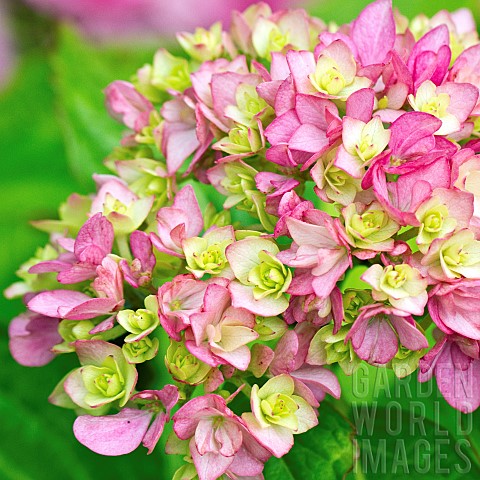 Hydrangea_You_and_Me_Together
