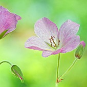 Anemone sylvestris Pink Geranium