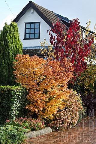 Garden_with_mixed_border_of_mature_shrubs_trees_and_perennials_in_full_Autumn_colour