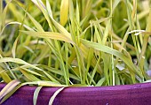 Perennial Bowles Golden Grass Milium Effusum Aureum