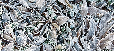 Frosted_fallen_leaves_in_winter