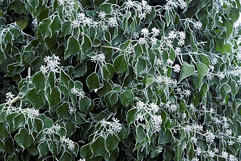 Winter_frost_covered_Ivy