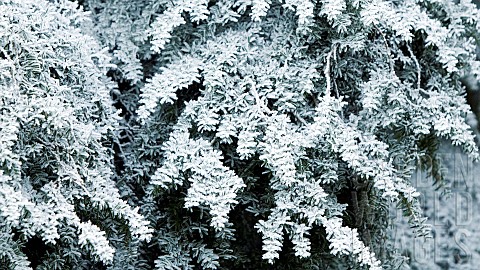 Winter_frost_covered_branches