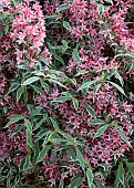 Weigela florida Variegata a decidous shrub, with pink spring flowers and green and white variegated foliage all season long